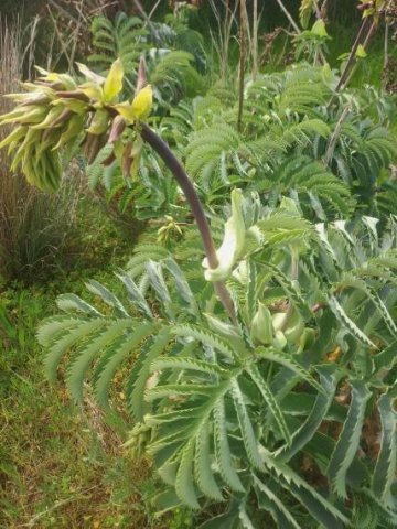 Melianthus major ugly duckling flowering